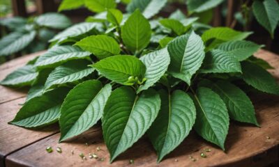 kratom leaves health benefits