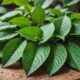 kratom leaves health benefits