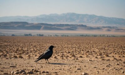 starling crossing to israel