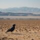 starling crossing to israel