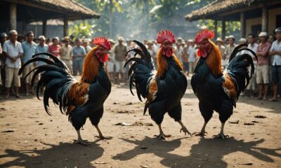 cockfighting in bali s culture