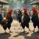 cockfighting in bali s culture